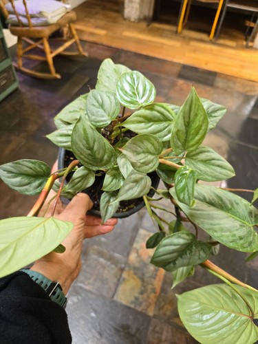 Philodendron brandtianum large - philodendron,