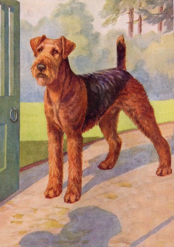 Airedale terrier dog greeting - dog,