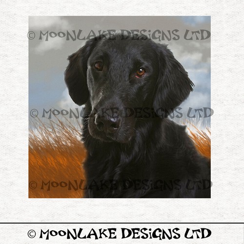 Dog flat coated retriever - -,