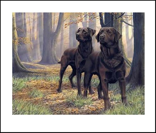 Labrador black retriever - labrador,
