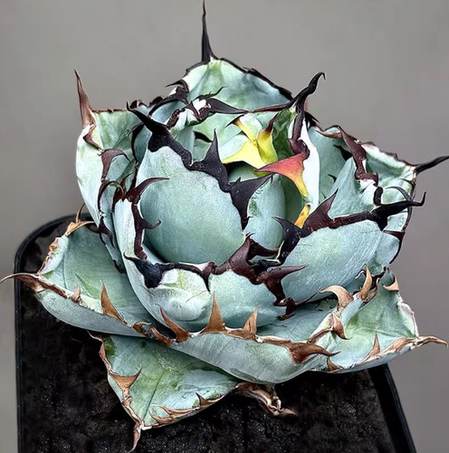 Pot 10cm agave - pot,