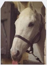 Scarce Trade Card of Desert Orchid, Horse Racing 1997