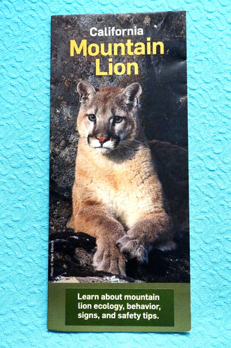 California mountain lion - mountain,