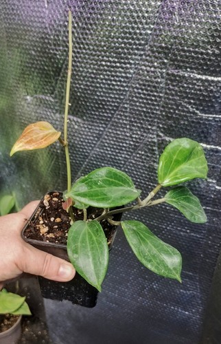 Hoya quinquenervia unusual - hoya,