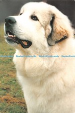 D084637 PC069. Pyrenean Mountain Dog. Sawley Fine Arts