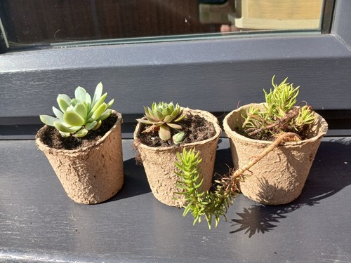 Pack succulent and sedum - of, 3