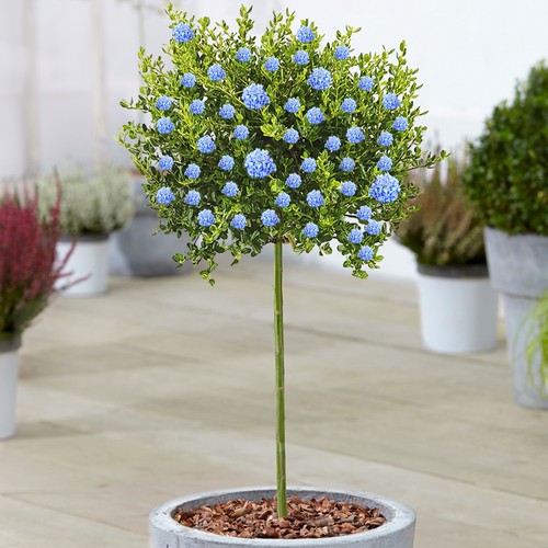 Ceanothus victoria tree - ceanothus,