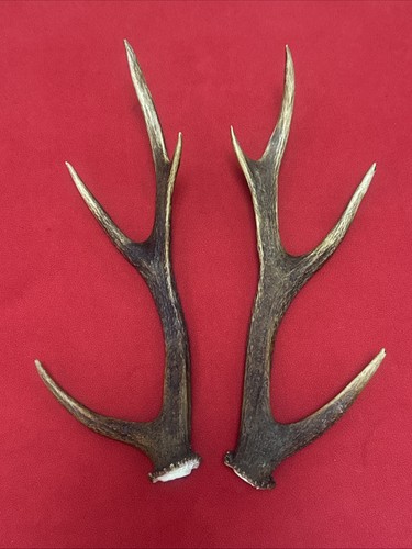 Pair sika deer - pair, antlers