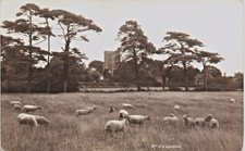 Hellingly near Hailsham. Sheep & Church.
