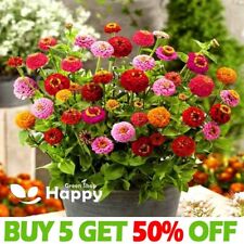DWARF ZINNIA LILLIPUT BUTTON BOX MIX - 300 SEEDS - Zinnia elegans - SMALL FLOWER