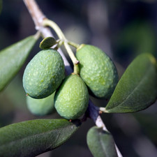 Mini Olive Tree – Olea