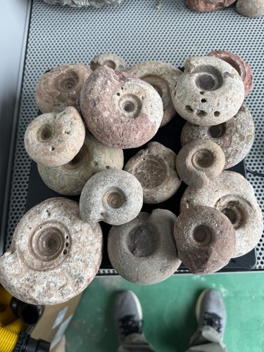 4kg unprepared metalegoceras - 4.4kg,