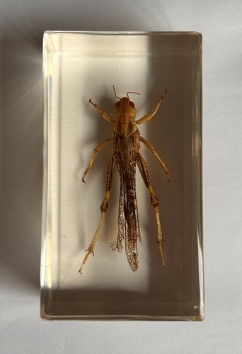 Real insect - real,