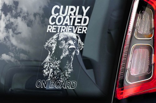 Curly coated retriever dog - retriever,