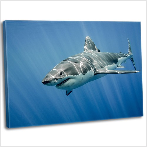 Great white shark - great,