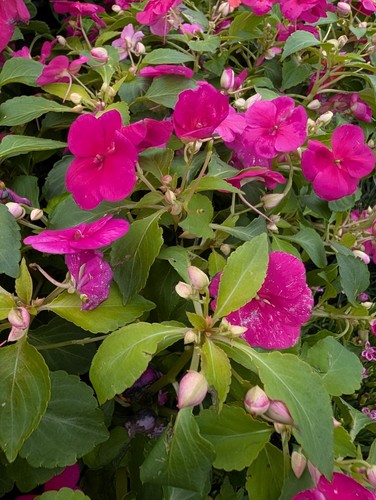 Pink impatiens busy - 3, x