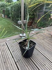 Yucca rigida mexican blue - rigida,
