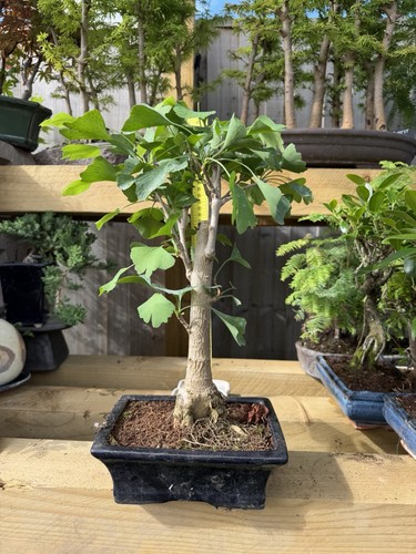 Ginkgo bonsai tree - tree, potted