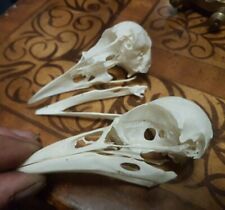 1x Crow or Rook Skull old natural with bottom jaw. Pagan Cult Wican Xmas present