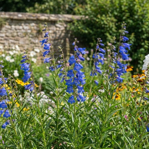 Penstemon electric blue hardy - penstemon,