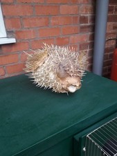 taxidermy Puffer Fish