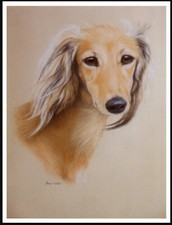 SALUKI DOG HEAD STUDY LOVELY
