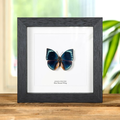 Blue round wing butterfly - round, in