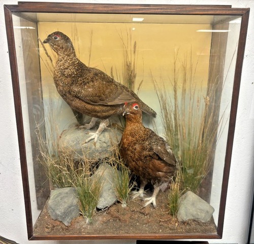 Vintage pair taxidermy red - pair, of