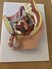 Timin Anatomy Professional