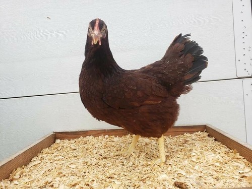 Rhode island red hatching - rhode,
