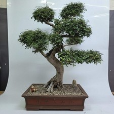 Large Chinese Elm (Ulmus