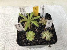 Pinguicula Collection #3