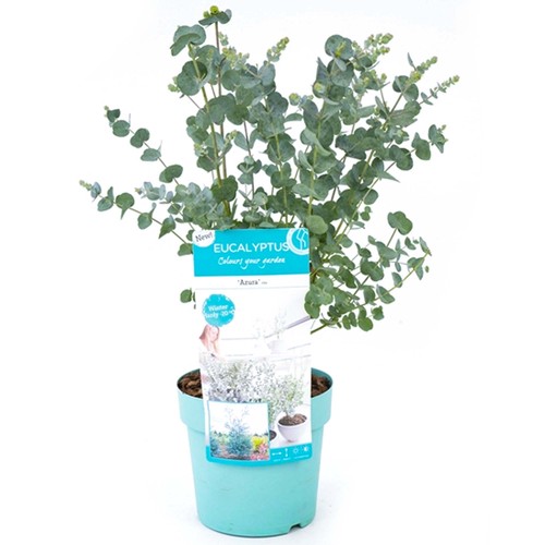 Eucalyptus gunnii azura - gunnii,