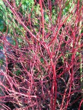 XLg Variegated Dogwood CORNUS ALBA ELEGANTISSIMA 3L Pot Red Stem Dogwood Shrub
