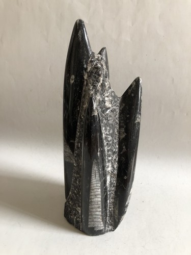 Orthoceras nautiloid - orthoceras,