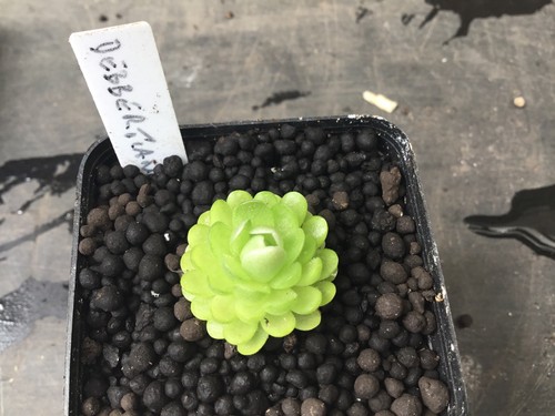 Pinguicula debbertiana - pinguicula,