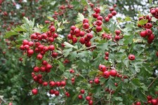 25x Quickthorn Hawthorn
