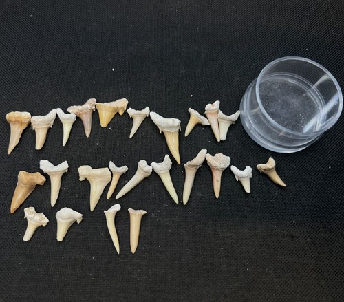 Box shark teeth - of, boxes