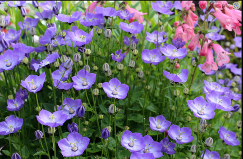Campanula samantha plant - ,