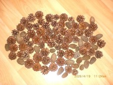 80 Pine Fir Cones Crafts