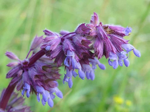 Salvia verticillata whorled