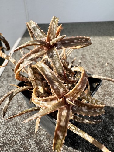 Aloe bakeri isi 447 multiple - isi, 447.