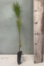 10 Monterey Pine - Pinus Radiata - 40/50cm tall cell grown