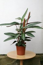 Stromanthe Sanguinea