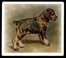 Godfrey Phillips ‘’Our Puppies” 1936 - The Schnauzer No. 11