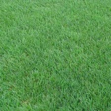 1 lb Perennial Rye Grass Seed