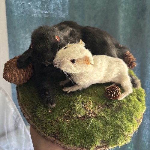 Baby rabbit and guinea - baby, pig