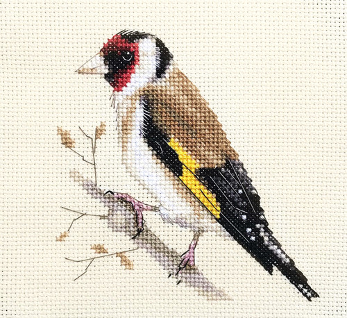 Goldfinch garden bird full - goldfinch,