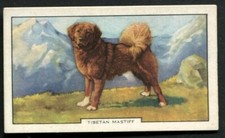 Tobacco Card, Gallaher, DOGS, 1938, 2nd Series, Tibetan Mastiff, #14