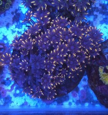 Orange Tipped Clove Polyp